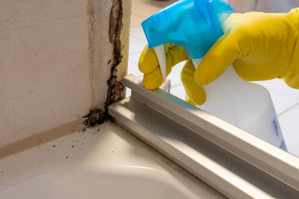 Mold Removal Process in Phoenix, AZ